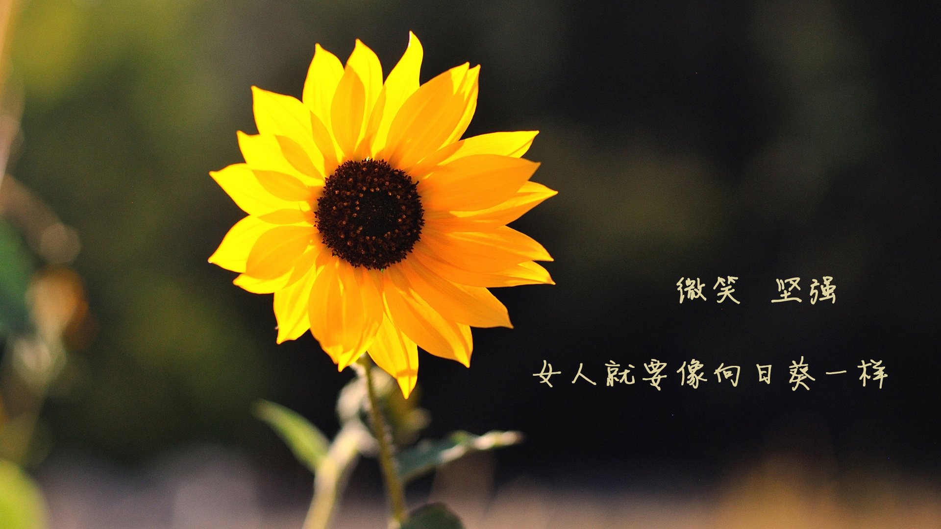 体育赛事经济效益分析与提升策略，体育赛事社会效益