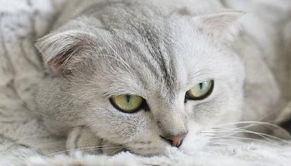 开云APP-莱加内斯客场不敌巴塞罗那，遭遇败绩，莱加内斯vs布尔戈斯