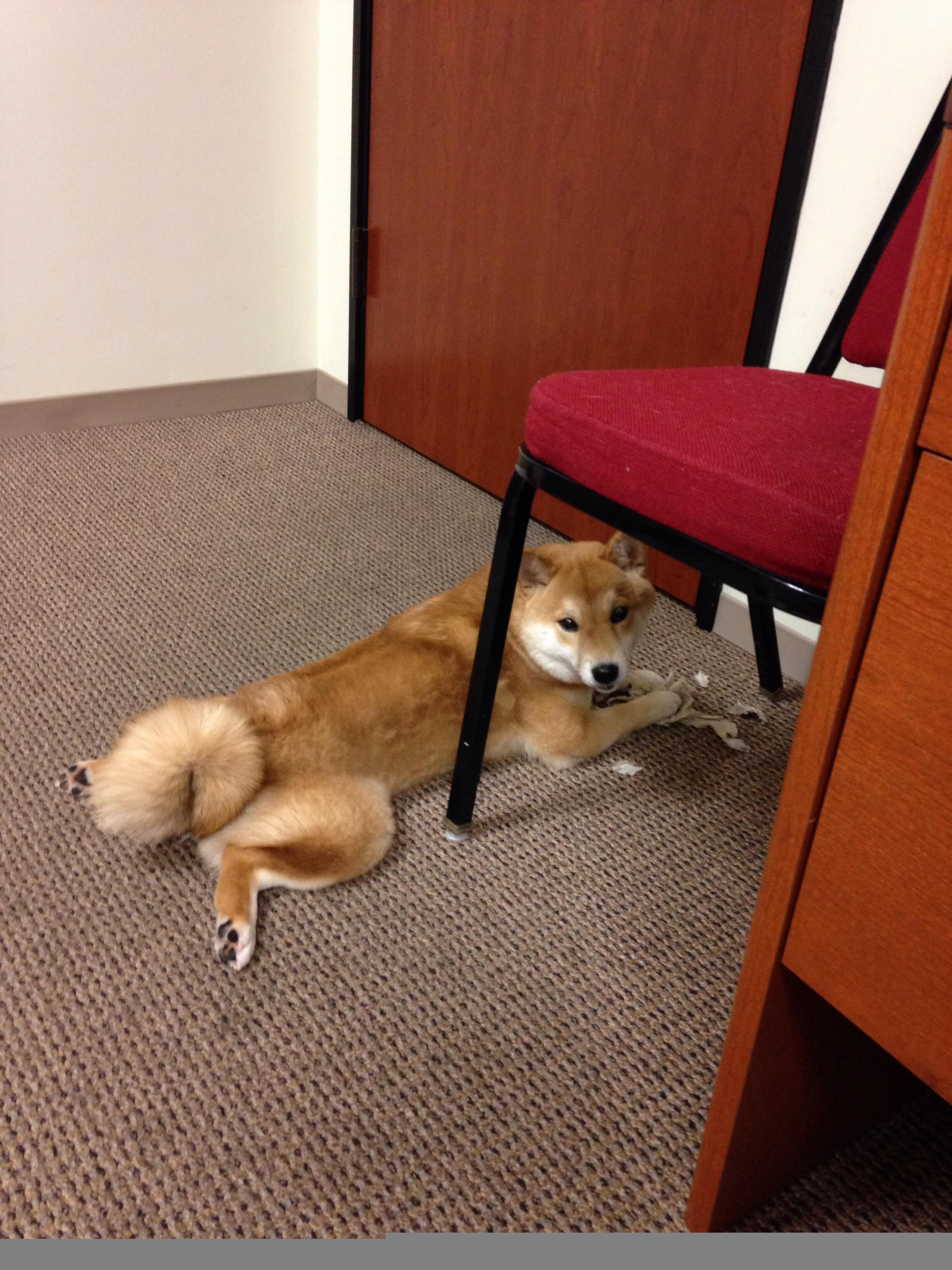 开云在线直播-加拿大年轻球员崭露头角，加拿大青年篮球队