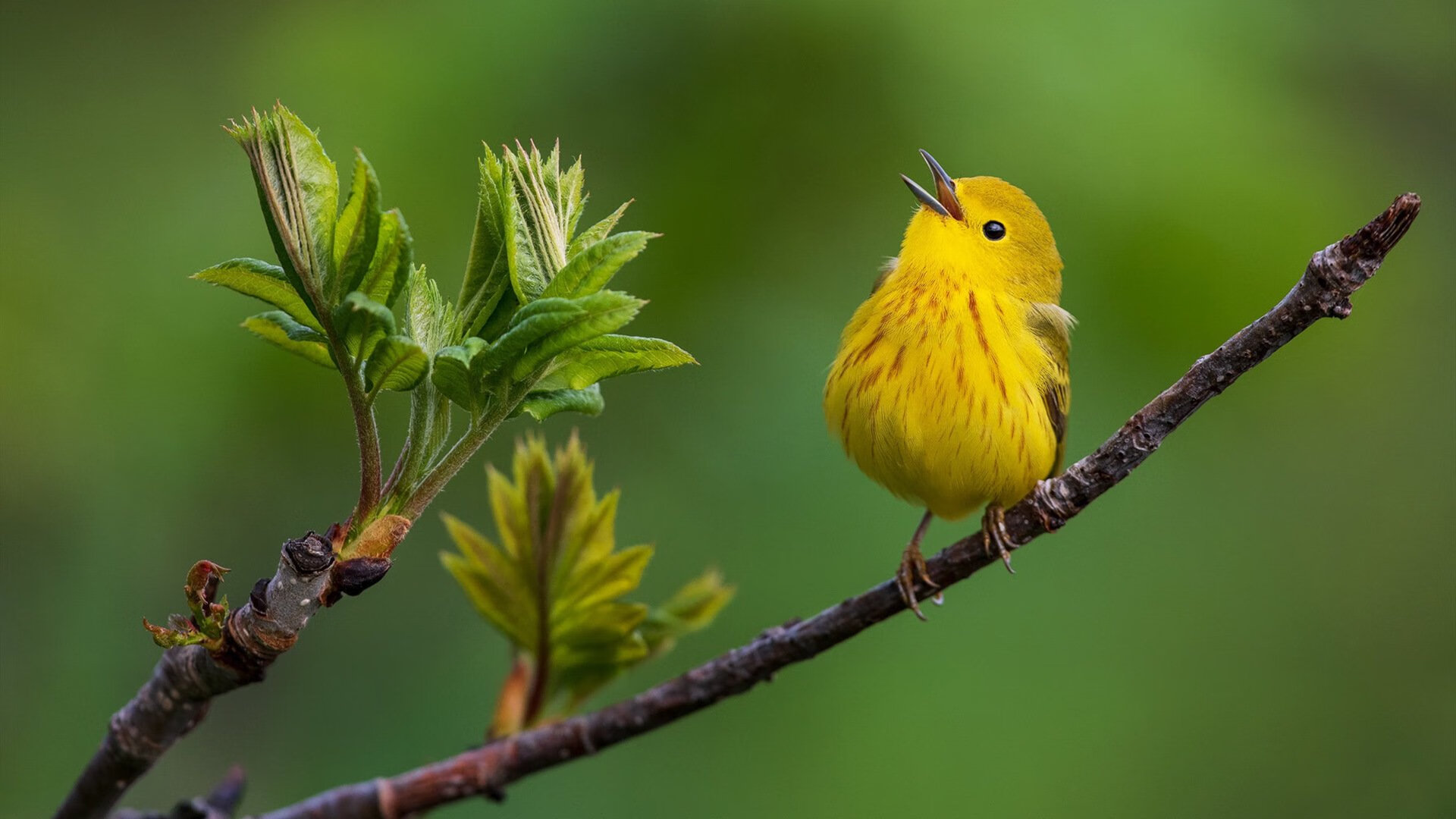 开云网页版-法甲冠军之路：攻守之间的精彩较量，法甲冠军含金量