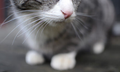 混合接力赛场中立代表队B奋力拼搏,混合接力赛怎么安排