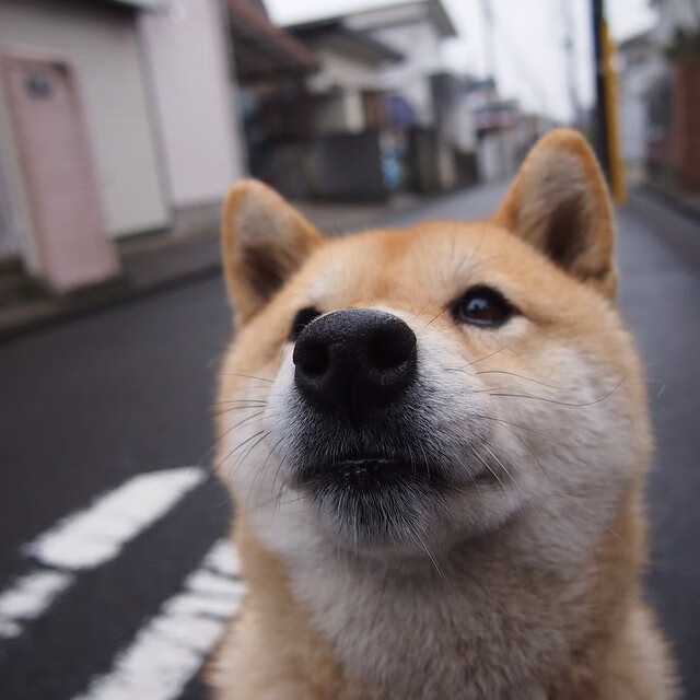 蛙泳对决荷兰选手节奏稳健,蛙泳比赛视频欣赏