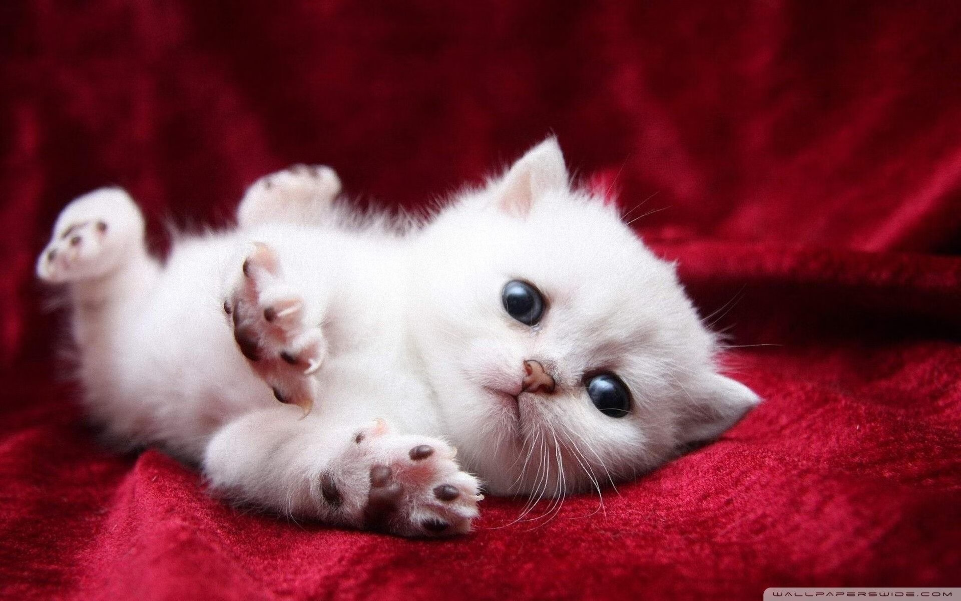 高校篮球推动线上战术研讨平台建立跨校学习机制,篮球线上线下混合式教学模式